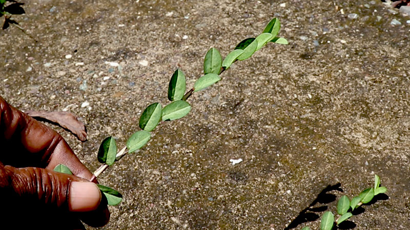 ALYSICARUS VAGINALIS (Medina/Septic Weed)