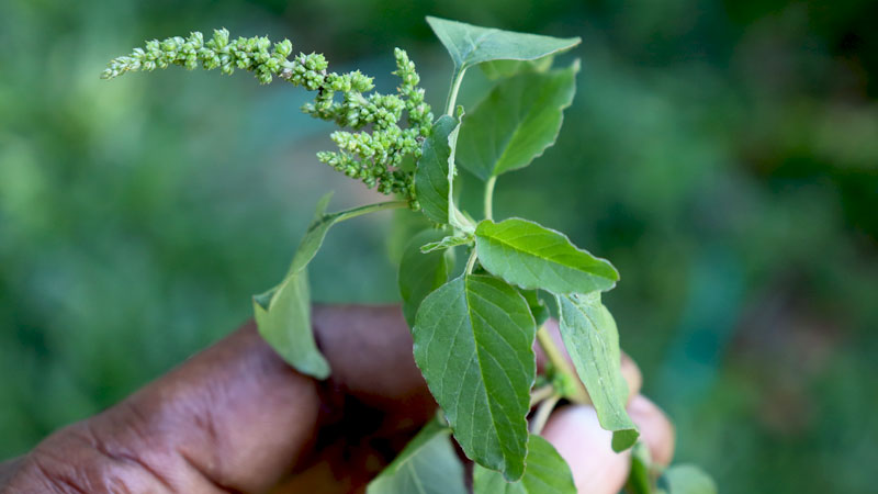 AMARANTHUS VIRIDIS (Wild Callaloo)