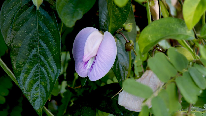CENTROSEMA MOLLE (Pum Pum Herb)