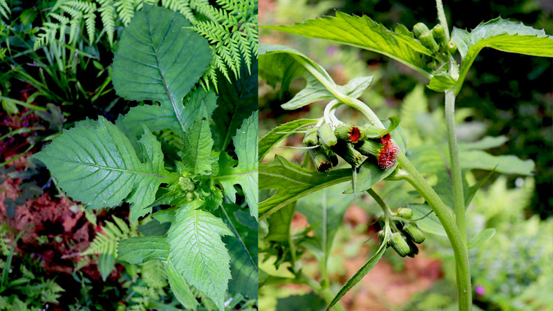 CRASSOCEPHALUM CREPIDIOIDES (Nodding Guinea Weed)