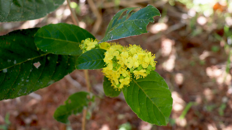 Davilla Nitida (Rough Leaf)
