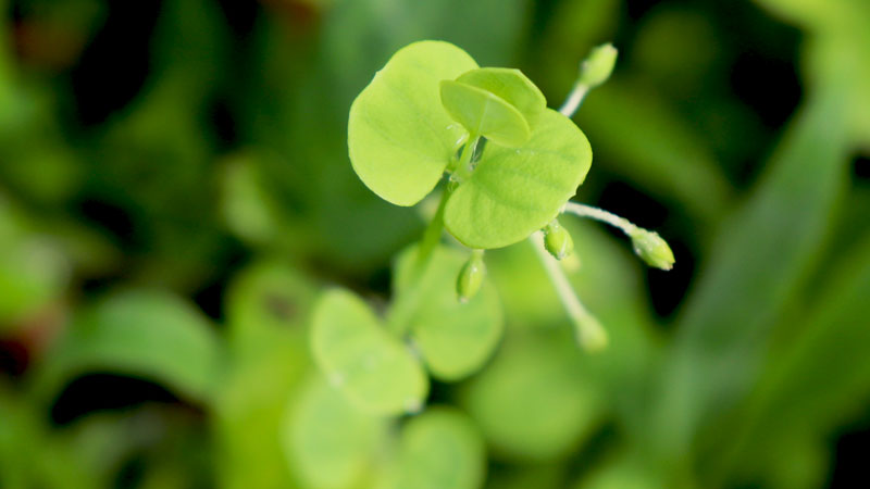 DRYMARIA CORDATA (West Indian Chickweed)
