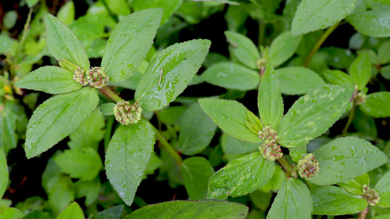 EUPHORBIA HIRTAL (Asham plant)