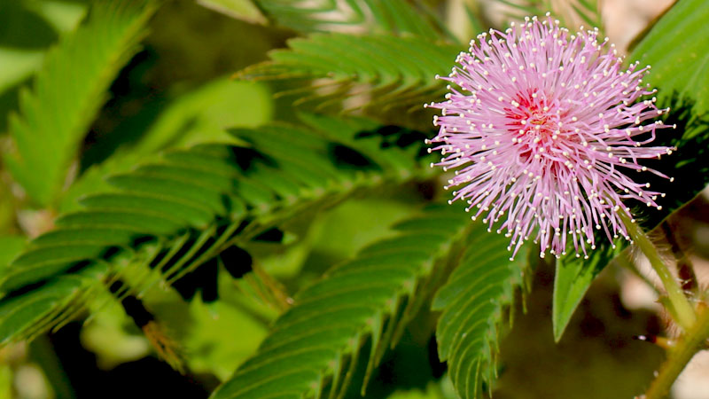 MIMOSA PUDICA (Shame o' Lady)