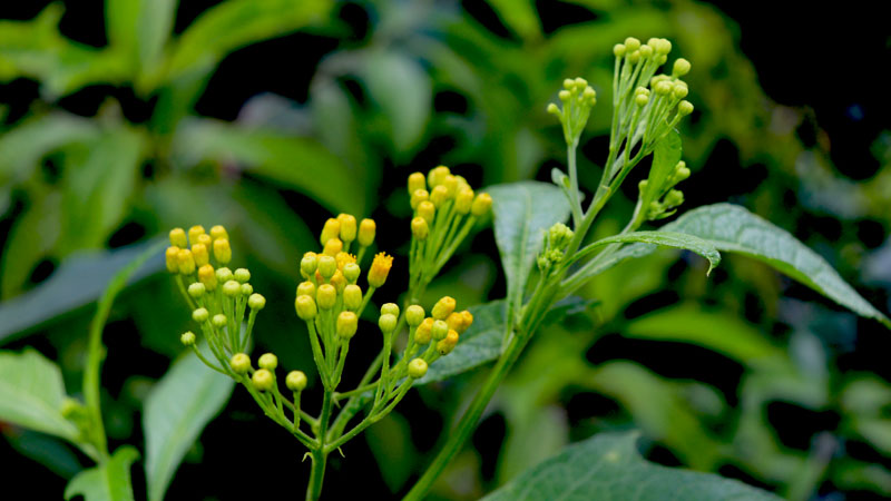 NEUROLAENA 'Jackass Bitters'