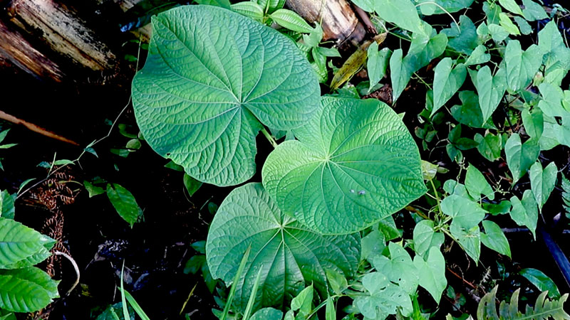 PIPER UMBELLATUM (Cow foot leaf)