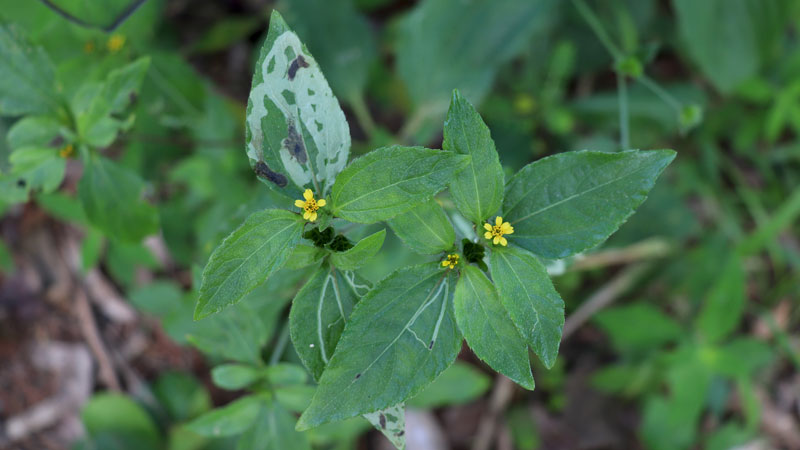Synedrella Nodiflora
