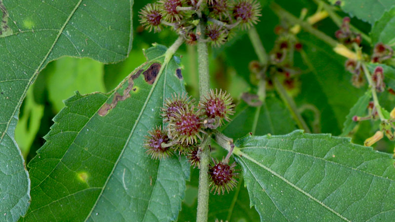 TRIUMFETTA SEMITRILOBA JACQ (Bur Weed)